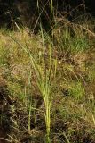 genus Typha