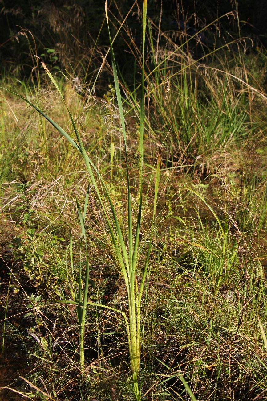 Изображение особи род Typha.