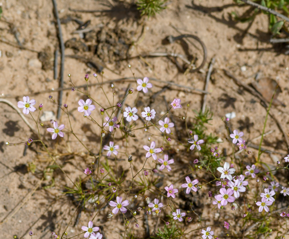 Image of Minuartia picta specimen.