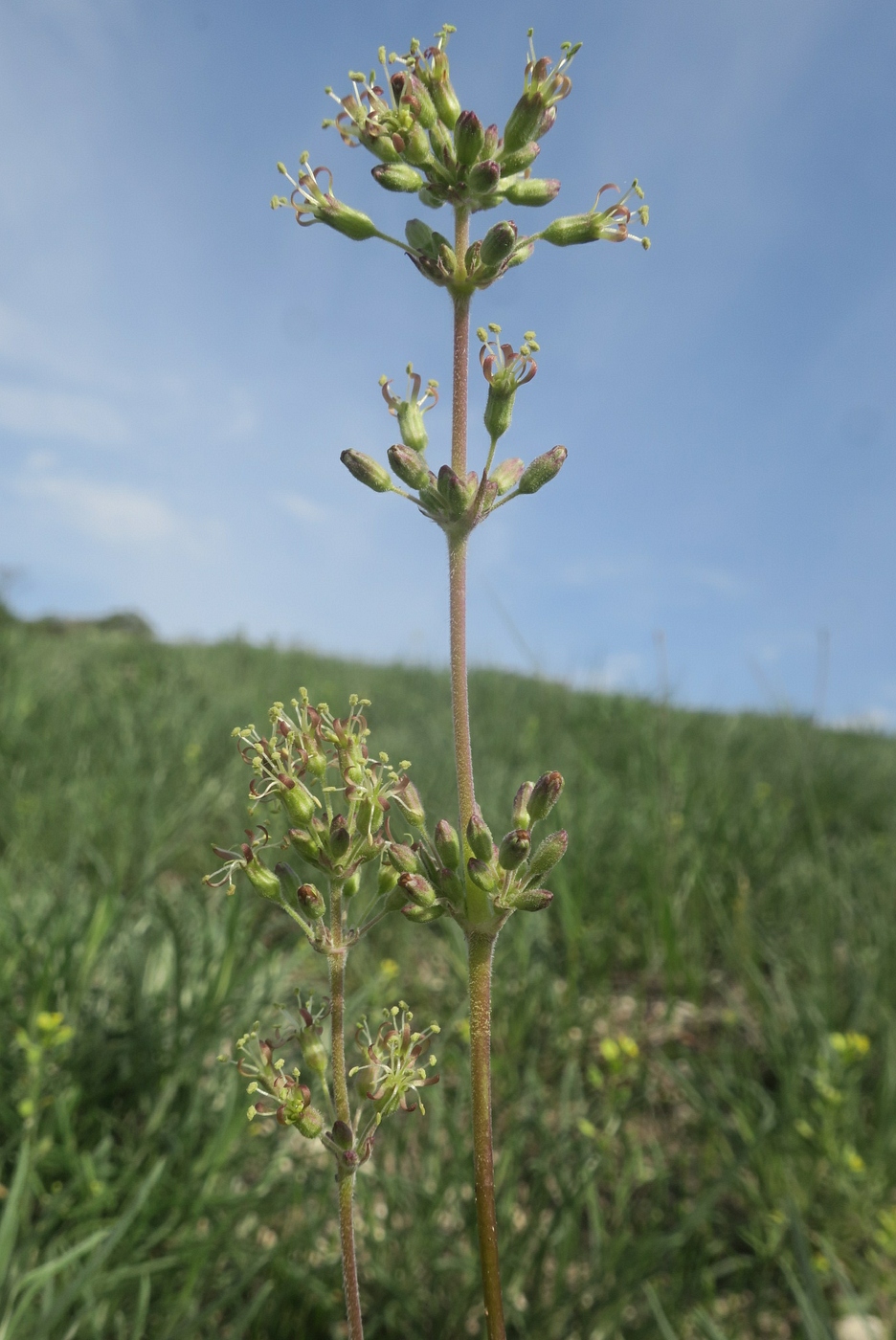 Изображение особи Silene graniticola.