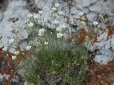 Minuartia helmii