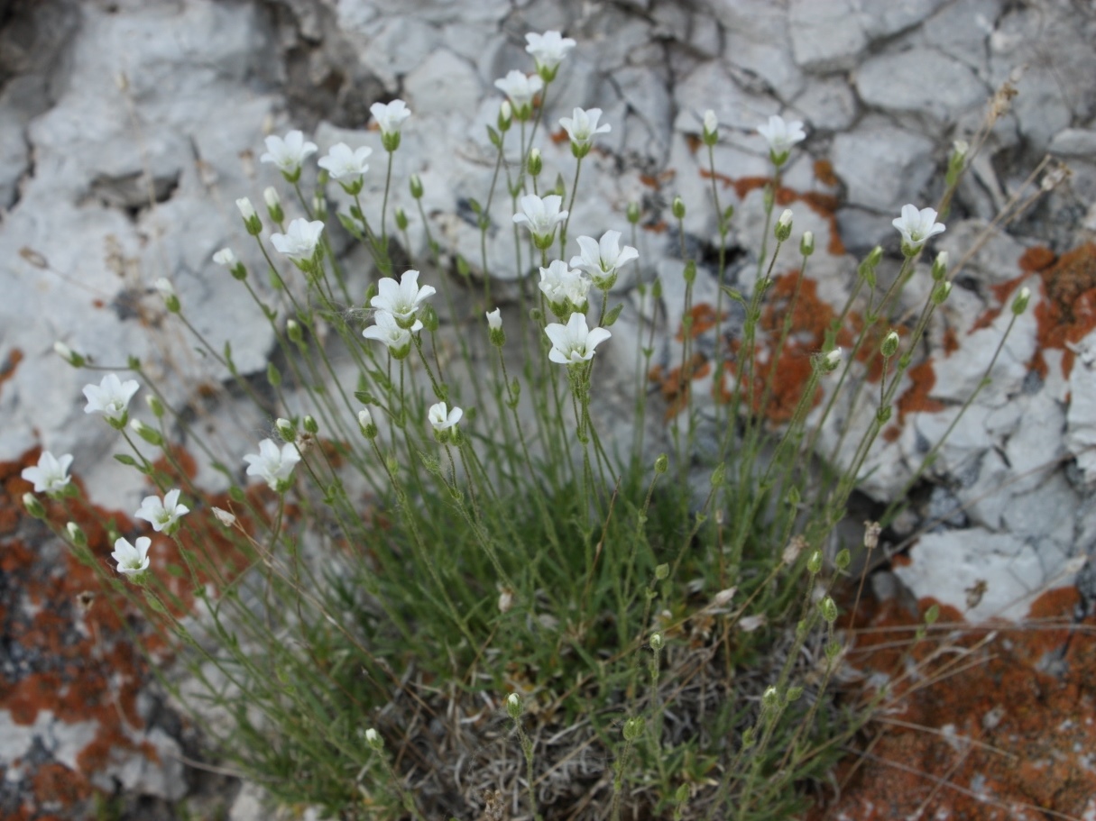 Image of Minuartia helmii specimen.