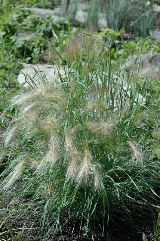 Image of Hordeum jubatum specimen.