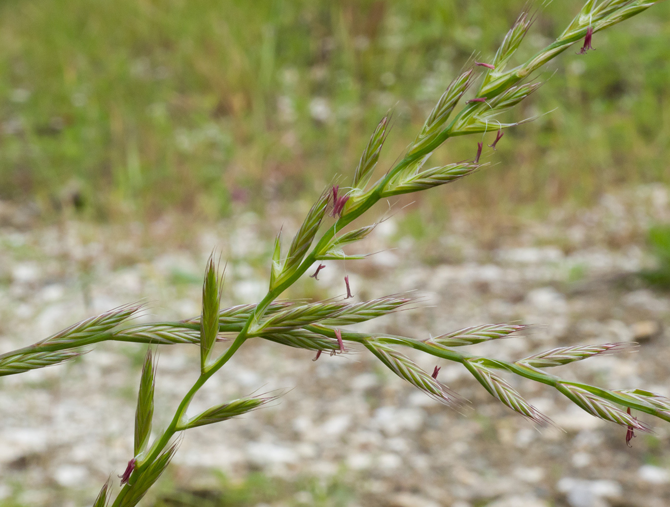 Image of Lolium multiflorum specimen.