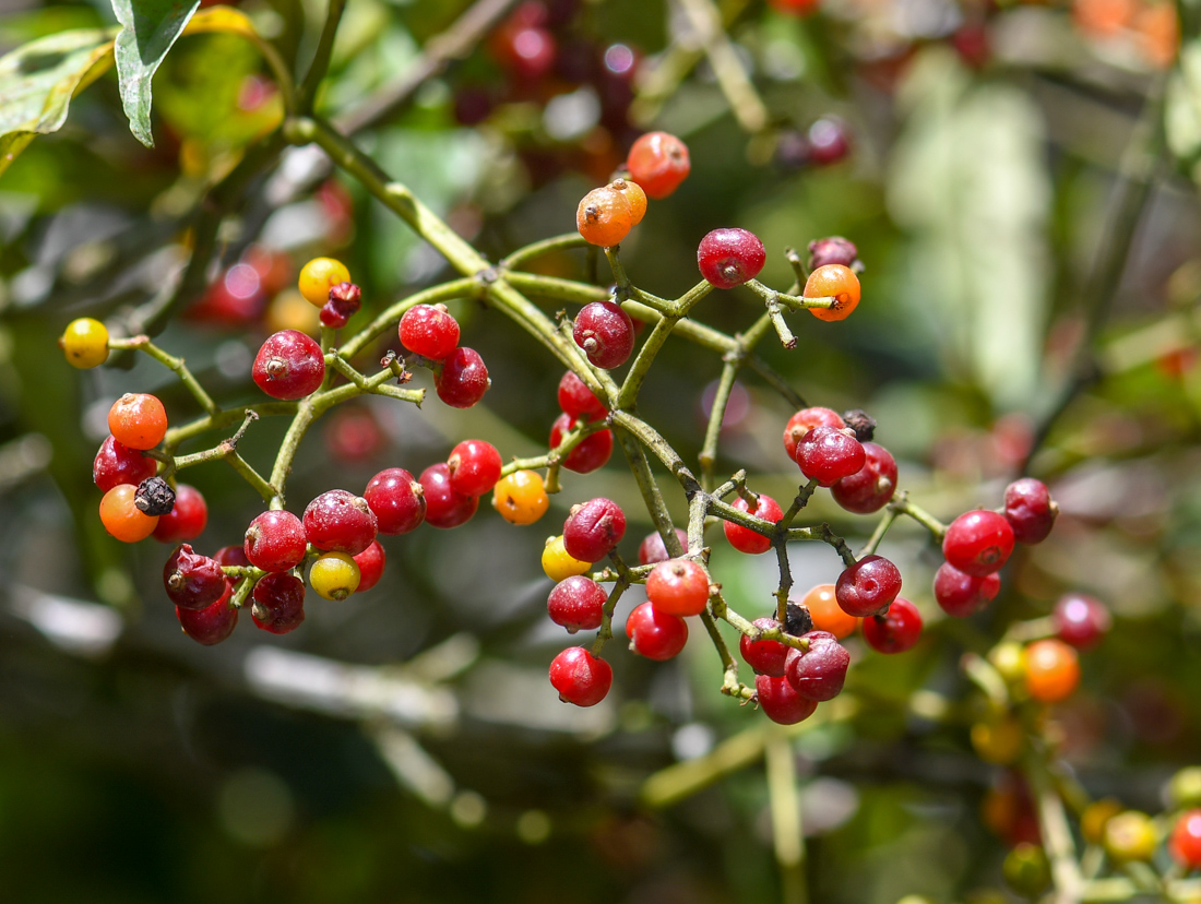 Image of genus Psychotria specimen.