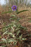Solanum elaeagnifolium. Цветущее растение. Греция, Эгейское море, о. Сирос, окр. пос. Фабрика (Φάμπρικα), зарастающий приусадебный участок. 03.05.2021.