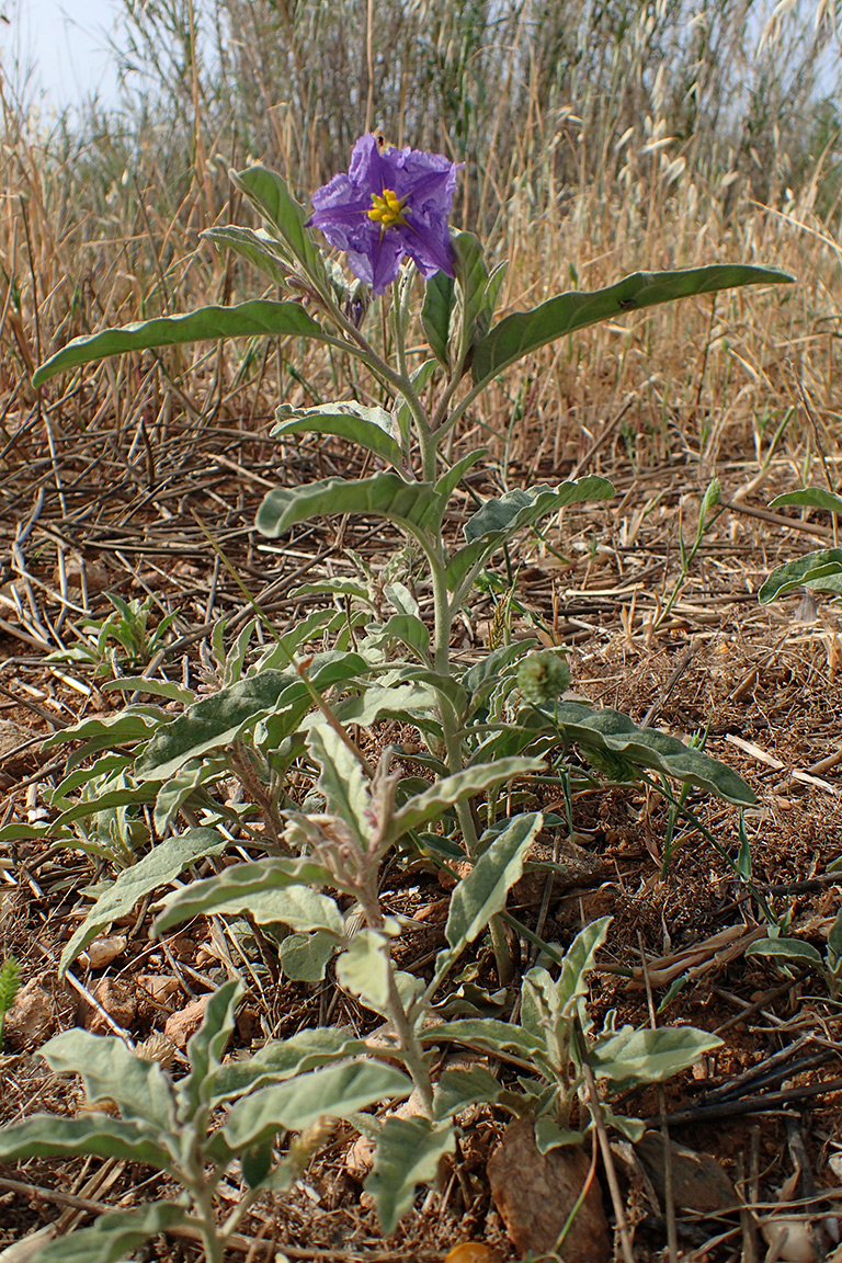 Изображение особи Solanum elaeagnifolium.