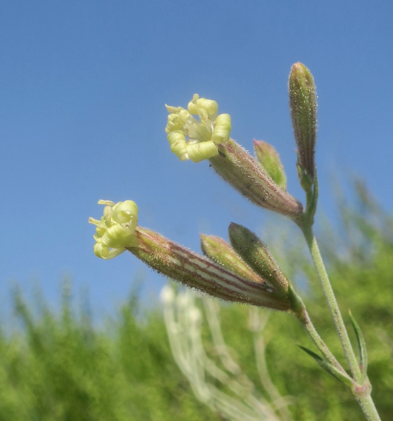 Image of Silene supina specimen.