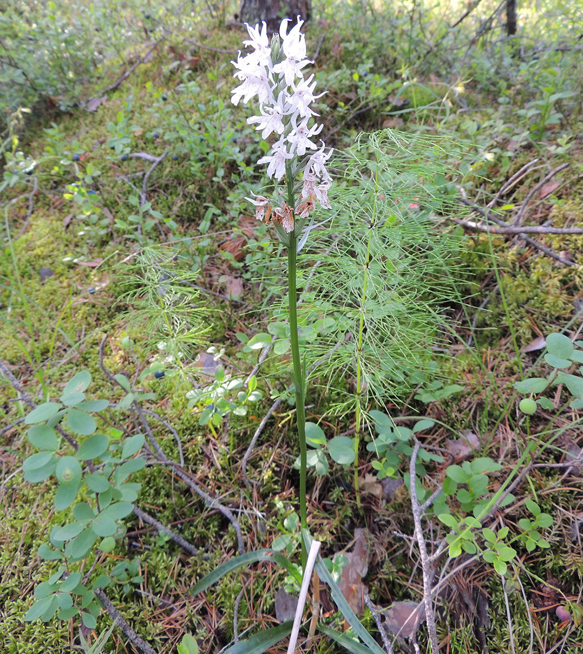 Image of Dactylorhiza fuchsii specimen.