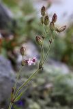 Silene obscura