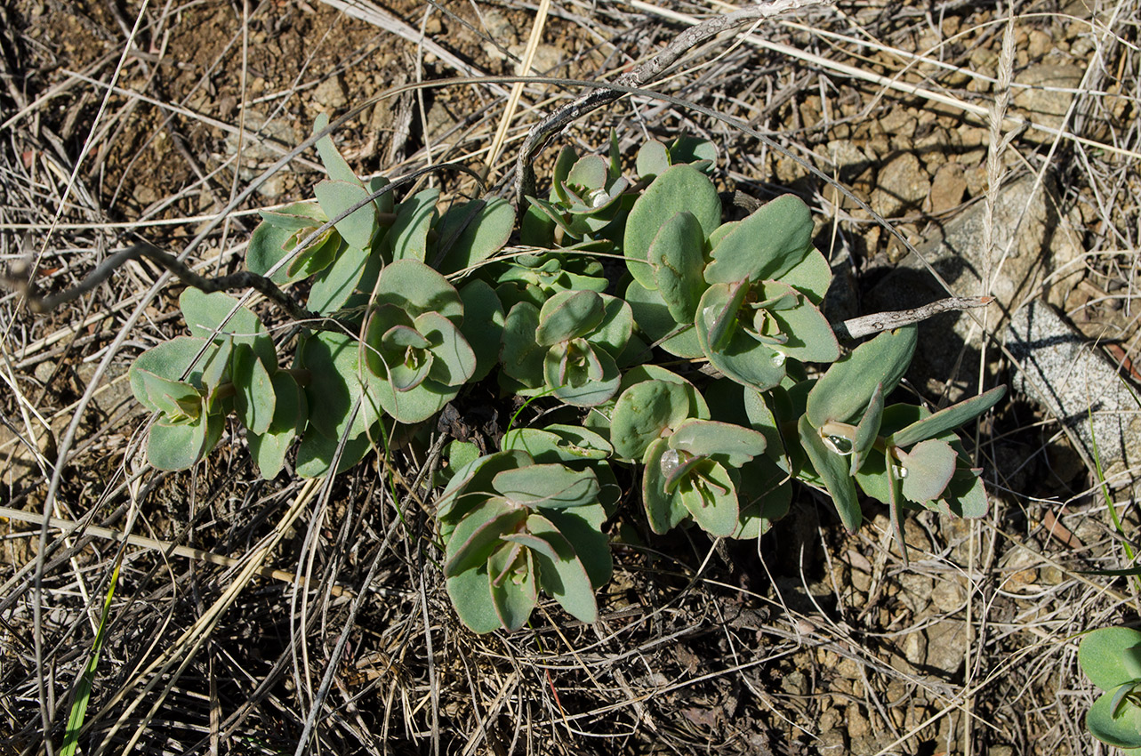 Изображение особи Hylotelephium stepposum.