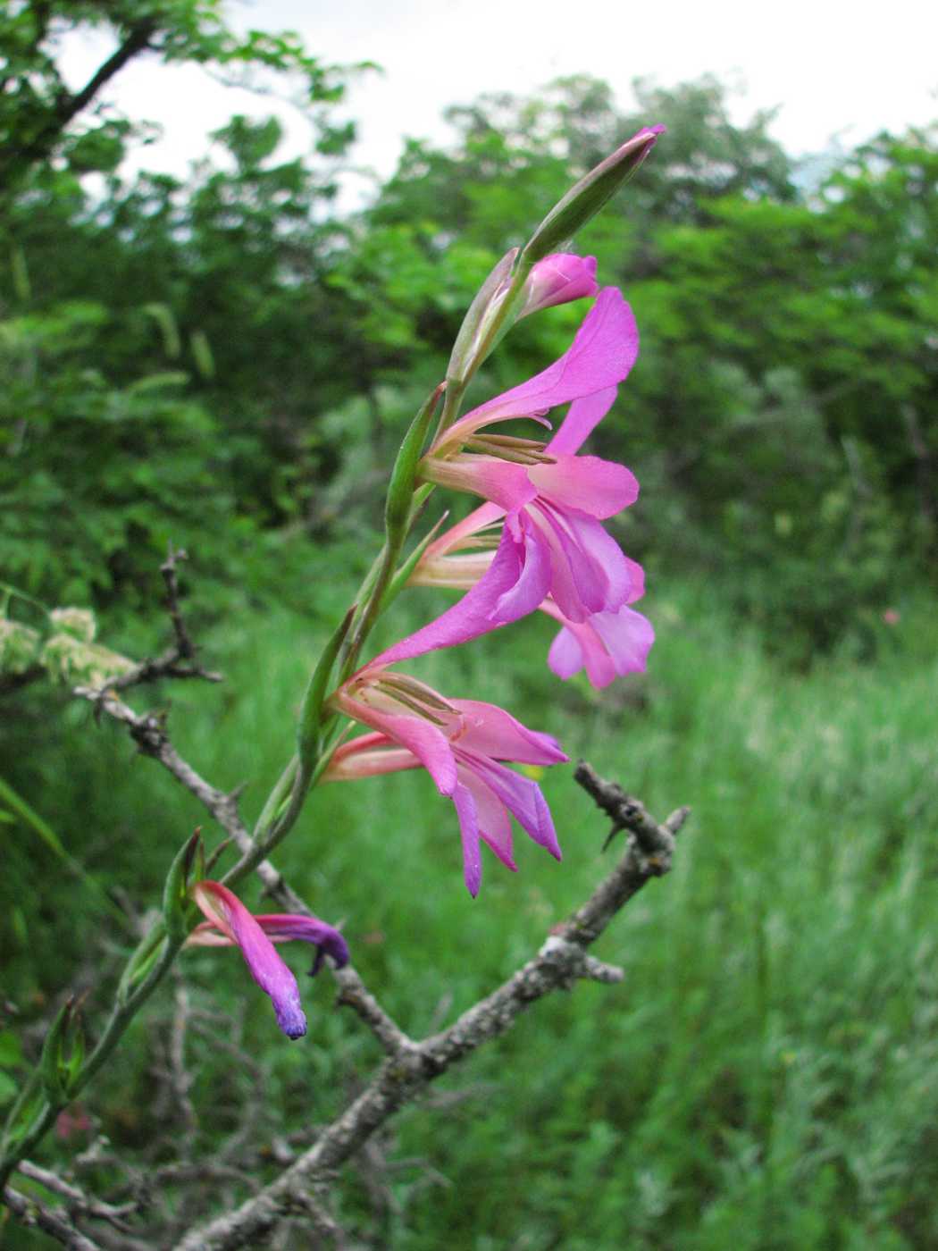 Image of Gladiolus italicus specimen.