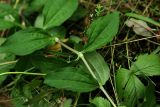 Saponaria officinalis form pleniflora