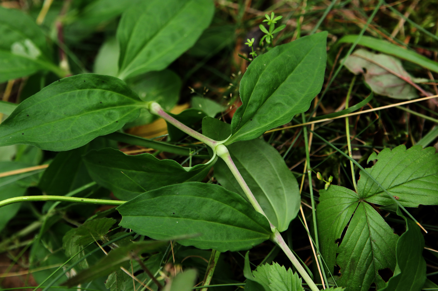 Image of Saponaria officinalis f. pleniflora specimen.