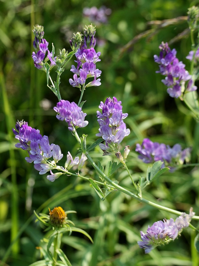 Изображение особи Medicago sativa.