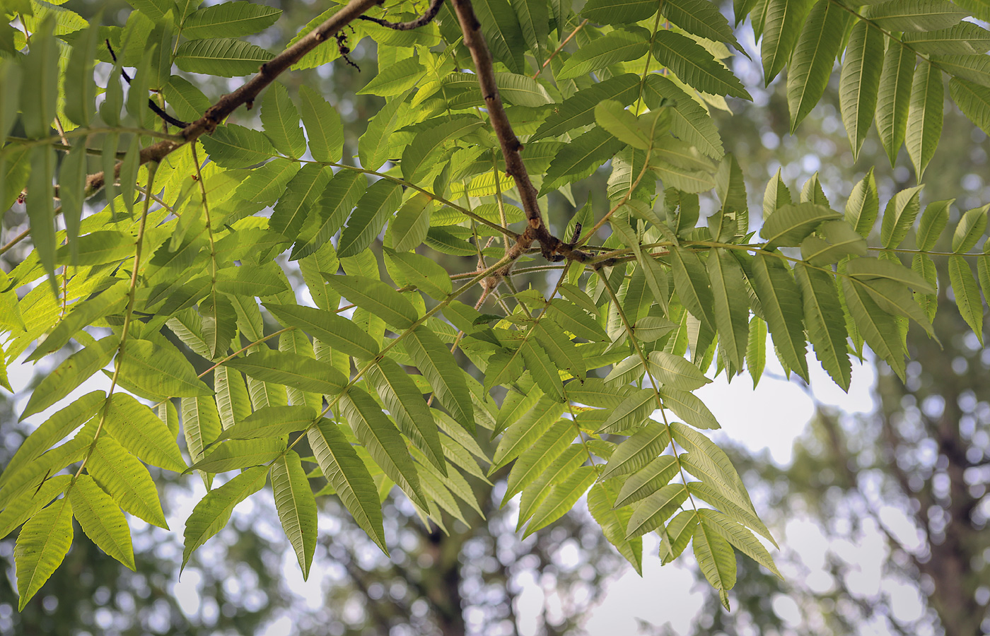 Image of Rhus typhina specimen.