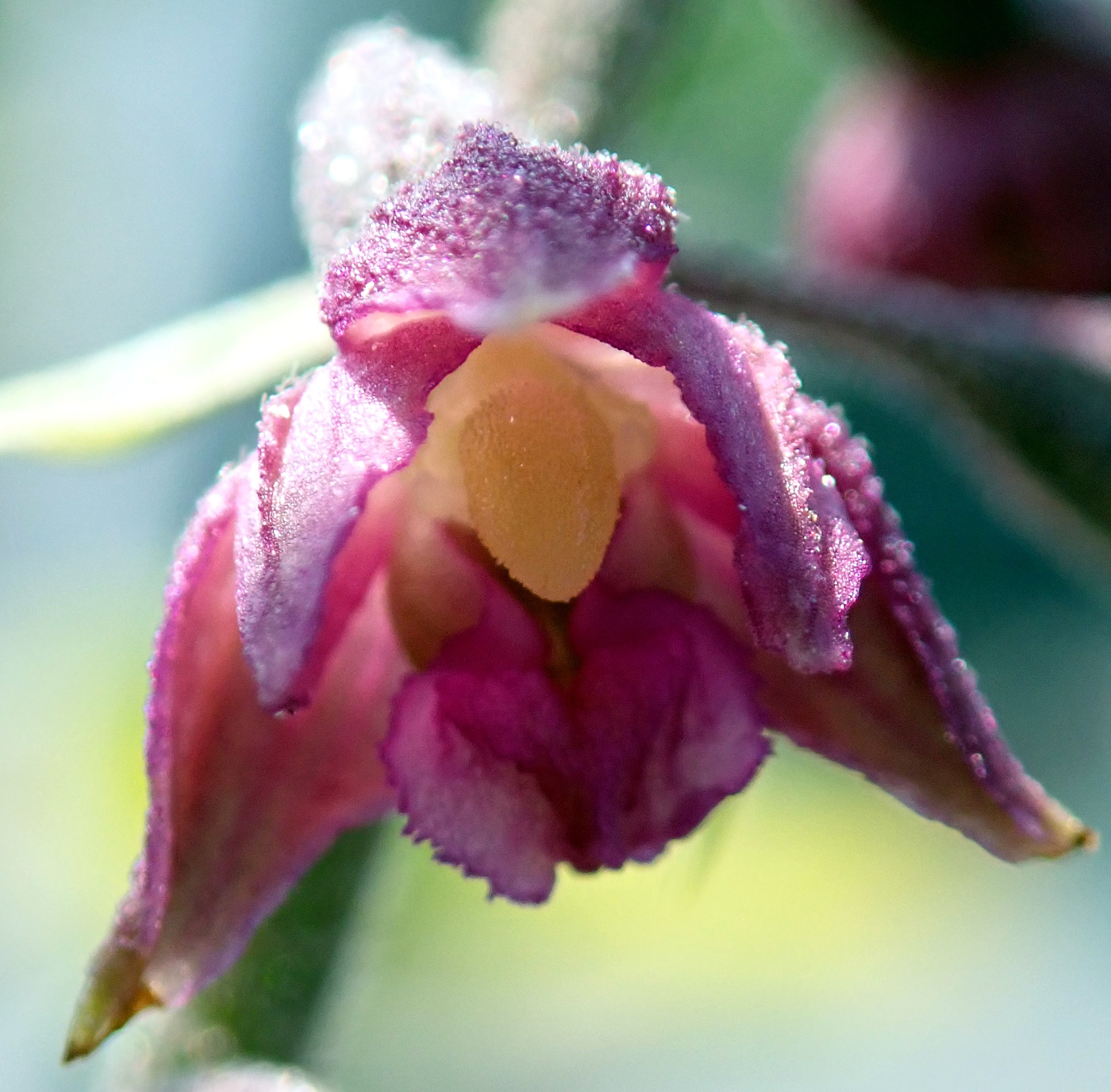 Image of Epipactis atrorubens specimen.