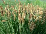 genus Carex