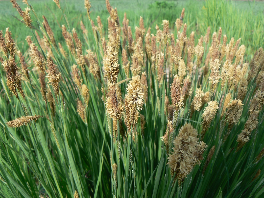 Image of genus Carex specimen.