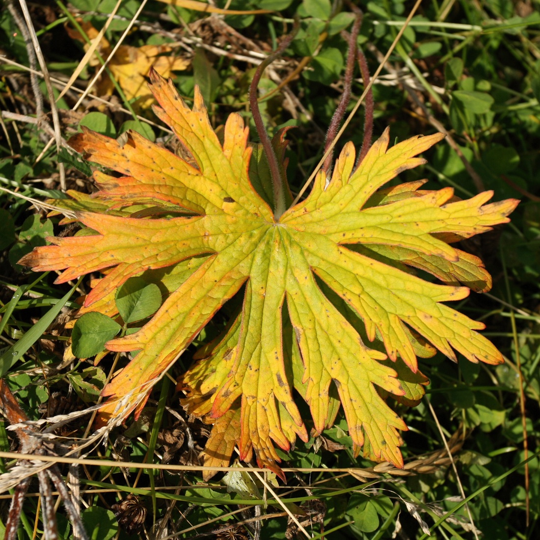 Изображение особи Geranium pratense.