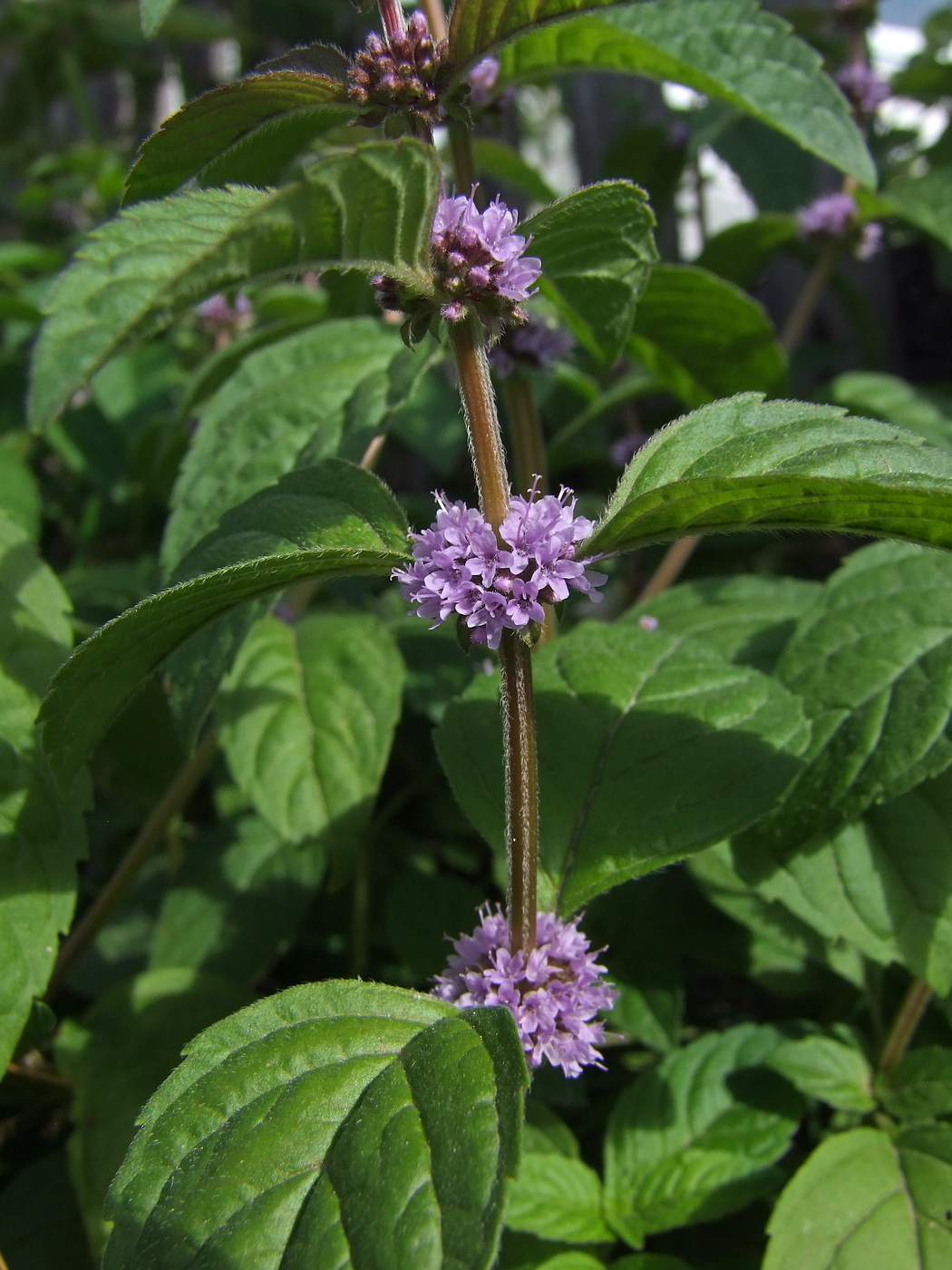 Image of Mentha canadensis specimen.