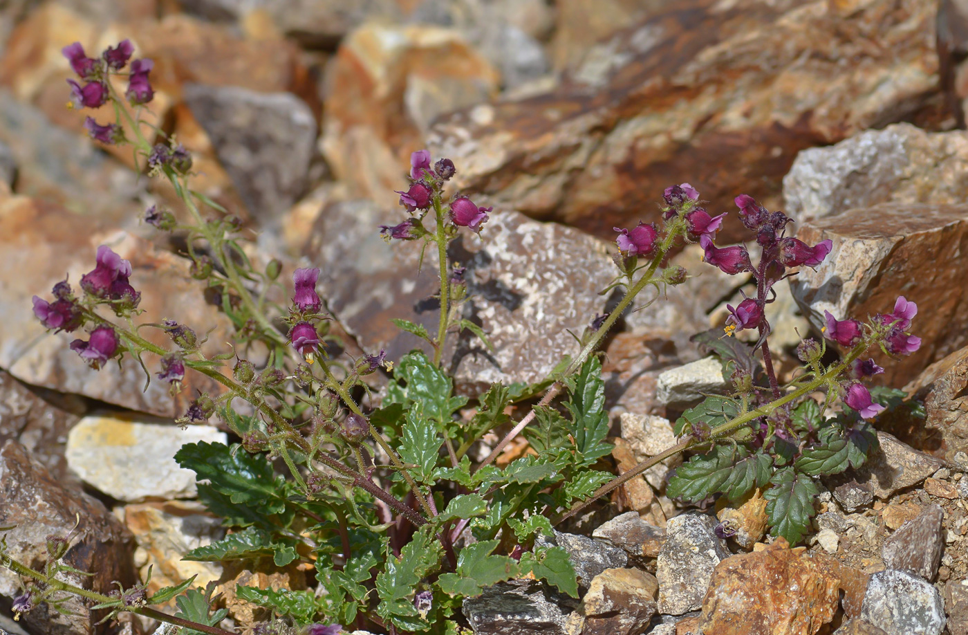 Image of Scrophularia ruprechtii specimen.