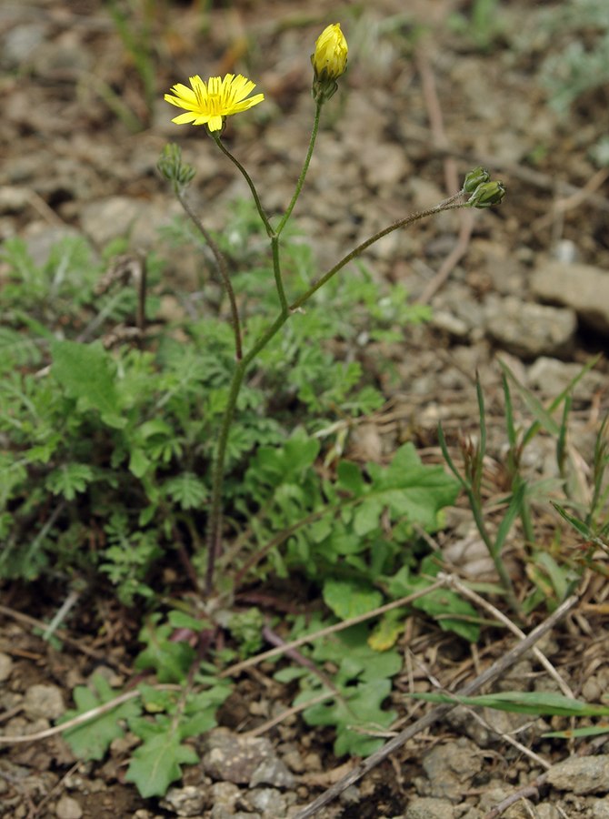 Image of Lagoseris sancta specimen.