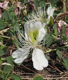 Capparis herbacea. Цветок. Республика Крым, Алуштинский р-н, окр. с. Малореченское, береговой склон, обнажение грунта. 05.09.2021.