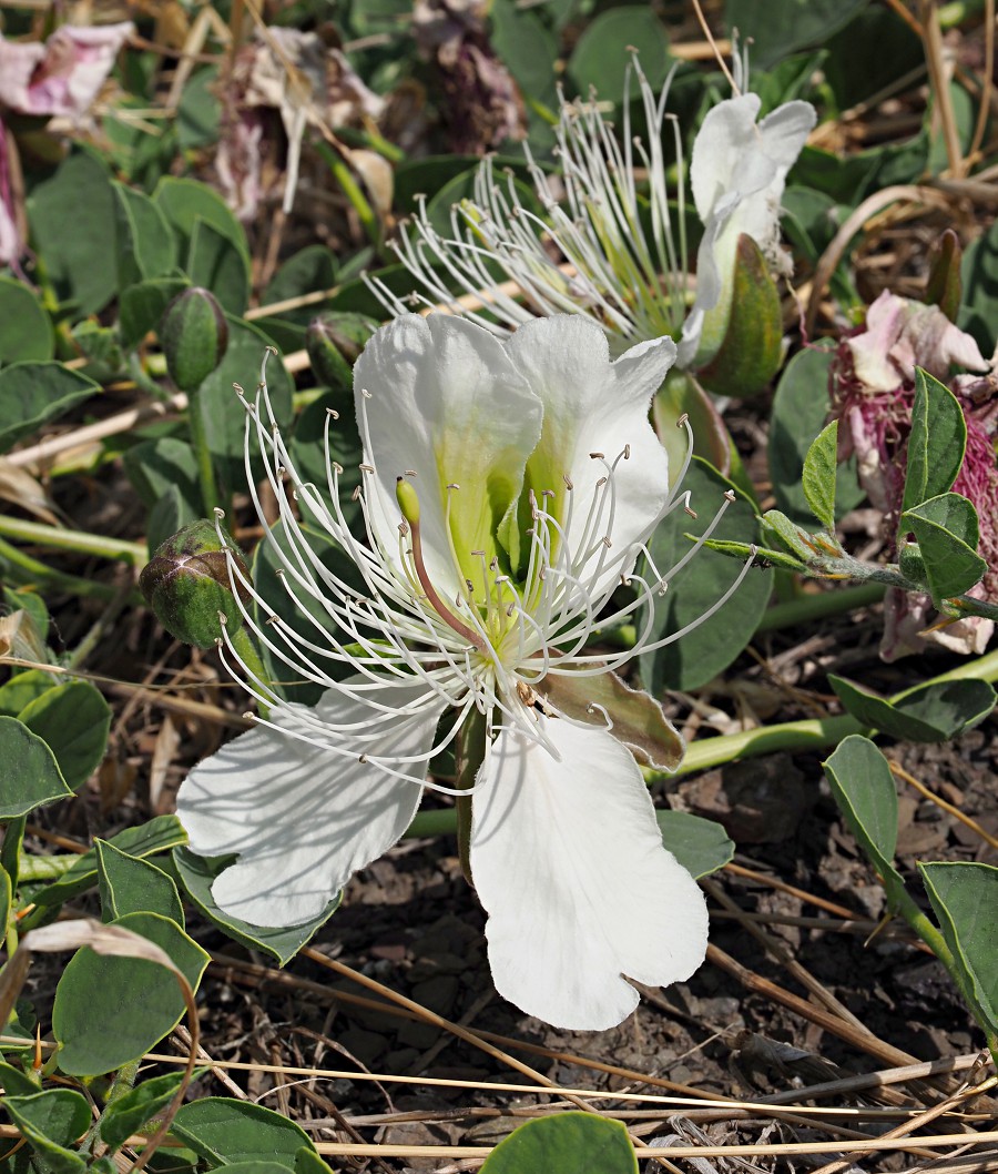 Image of Capparis herbacea specimen.