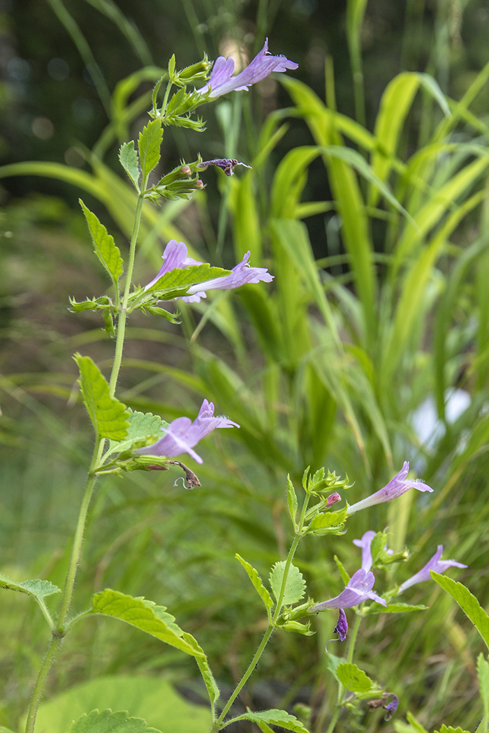 Image of Drymosiphon grandiflorus specimen.