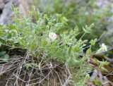 Silene commelinifolia