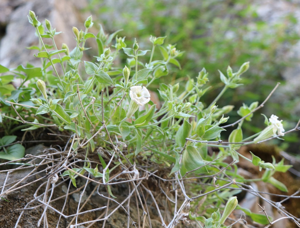 Image of Silene commelinifolia specimen.