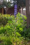 Lupinus pilosus