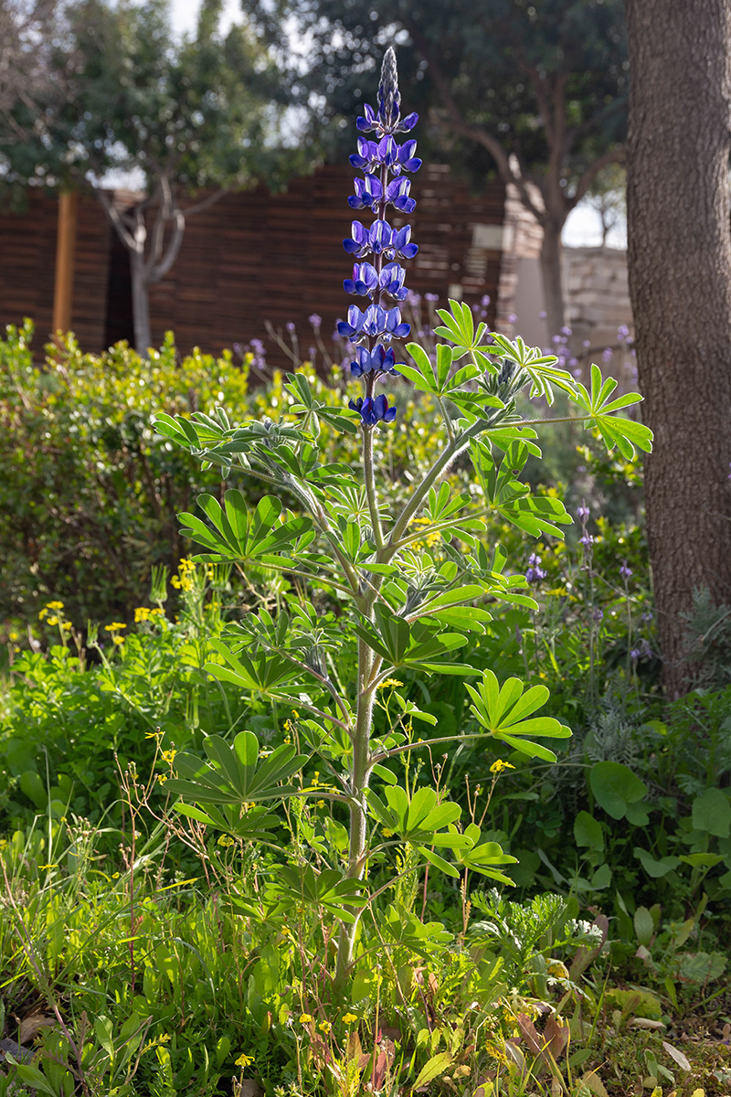 Изображение особи Lupinus pilosus.