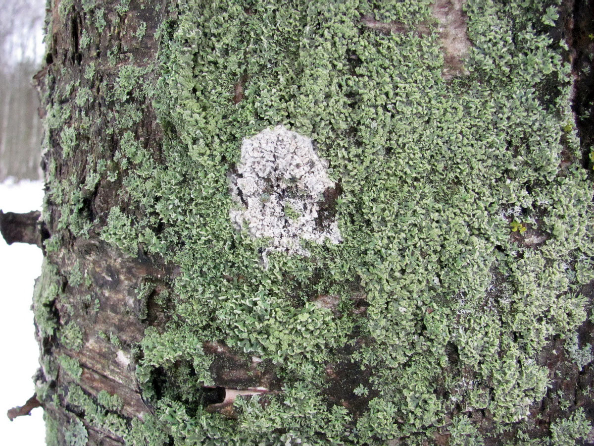 Image of familia Parmeliaceae specimen.