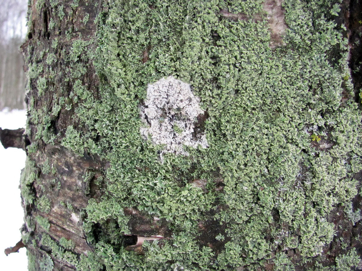 Изображение особи семейство Parmeliaceae.