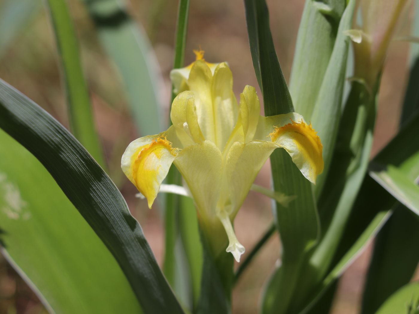 Изображение особи Juno orchioides.