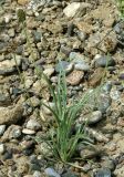 Plantago ovata