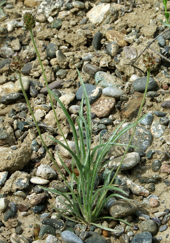 Image of Plantago ovata specimen.