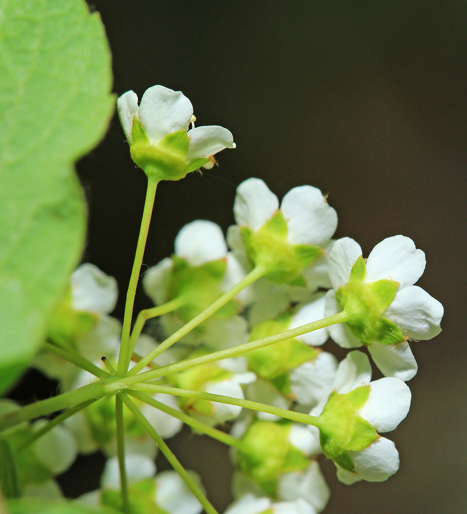 Изображение особи Spiraea turczaninowii.