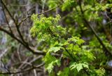 Acer campestre. Верхушка ветви с соцветиями и молодыми листьями. Дагестан, Магарамкентский р-н, Самурский лес, опушка широколиственного леса. 05.05.2022.