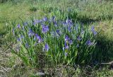 Iris biglumis. Цветущие растения. Хакасия, Боградский р-н, окр. с. Большая Ерба, использующийся под выпас степной склон. 07.06.2022.