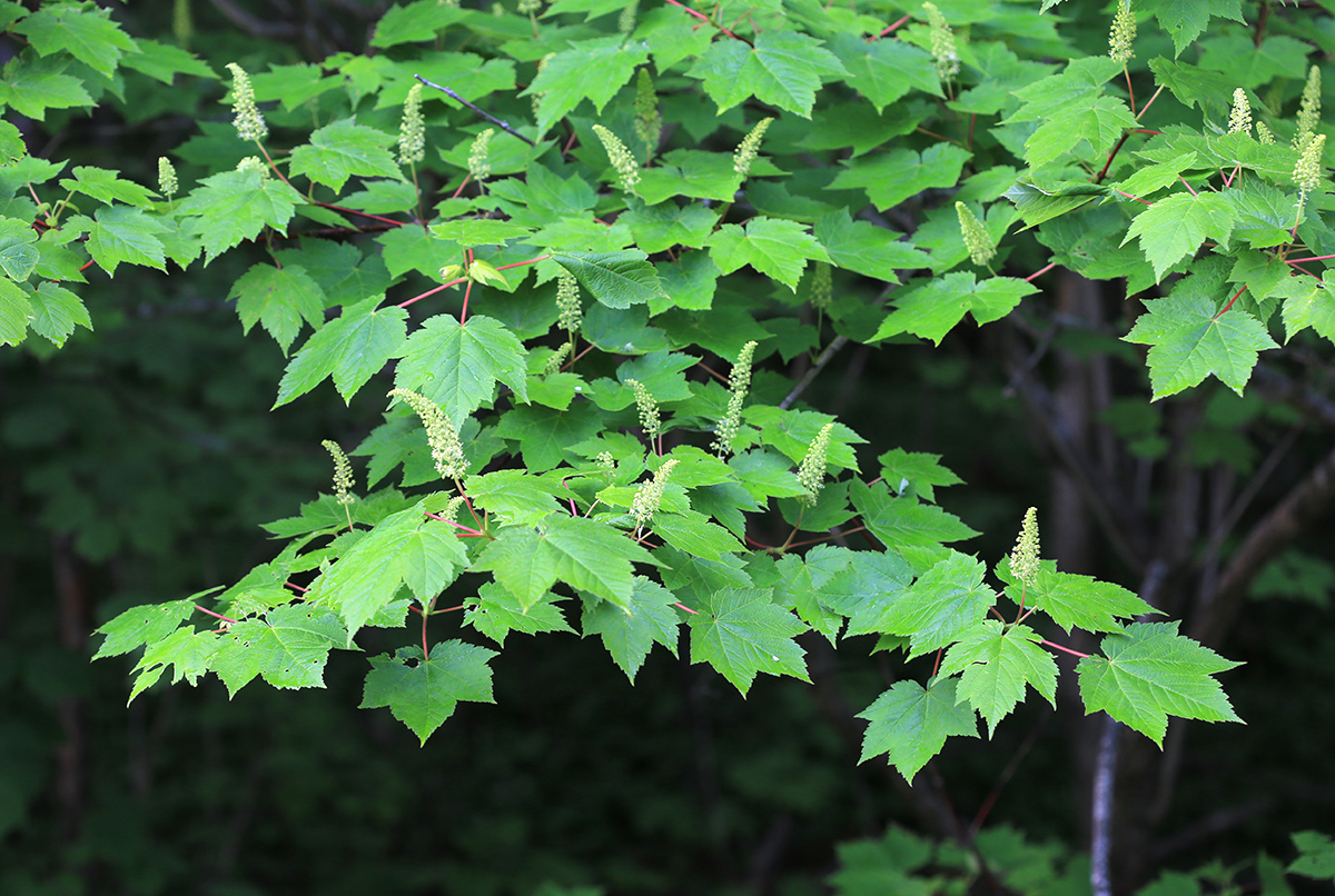 Image of Acer ukurunduense specimen.