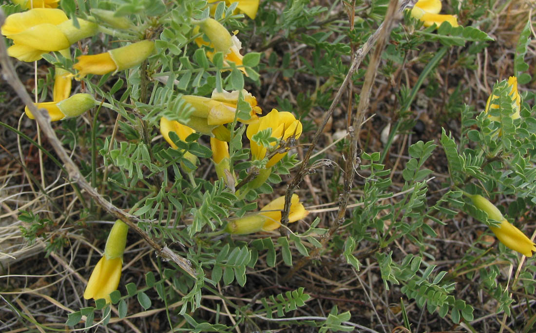 Image of Caragana microphylla specimen.