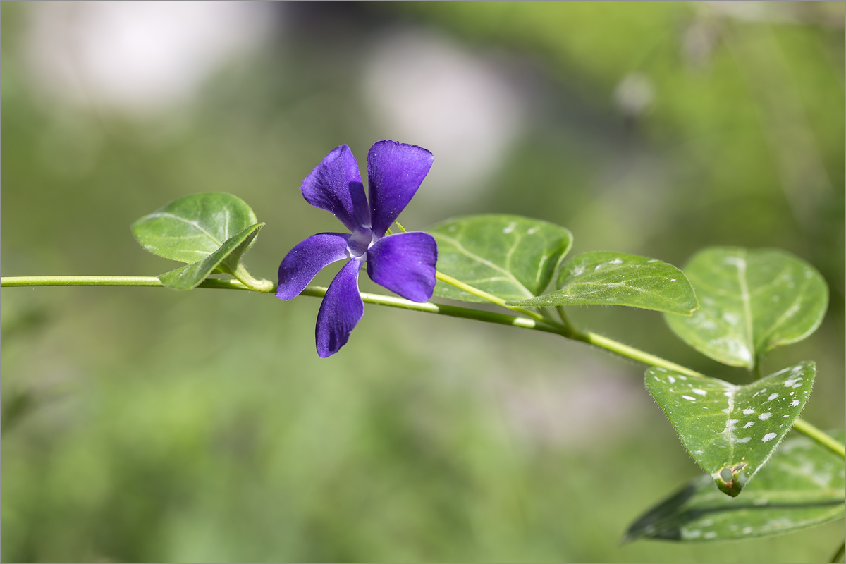 Image of Vinca pubescens specimen.