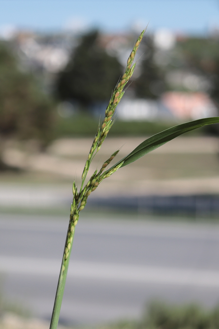 Image of Sorghum halepense specimen.