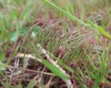 Anisantha tectorum