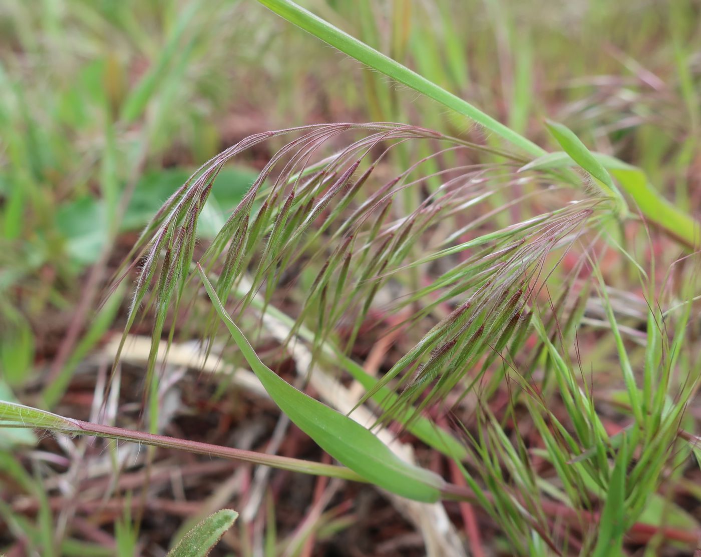 Image of Anisantha tectorum specimen.