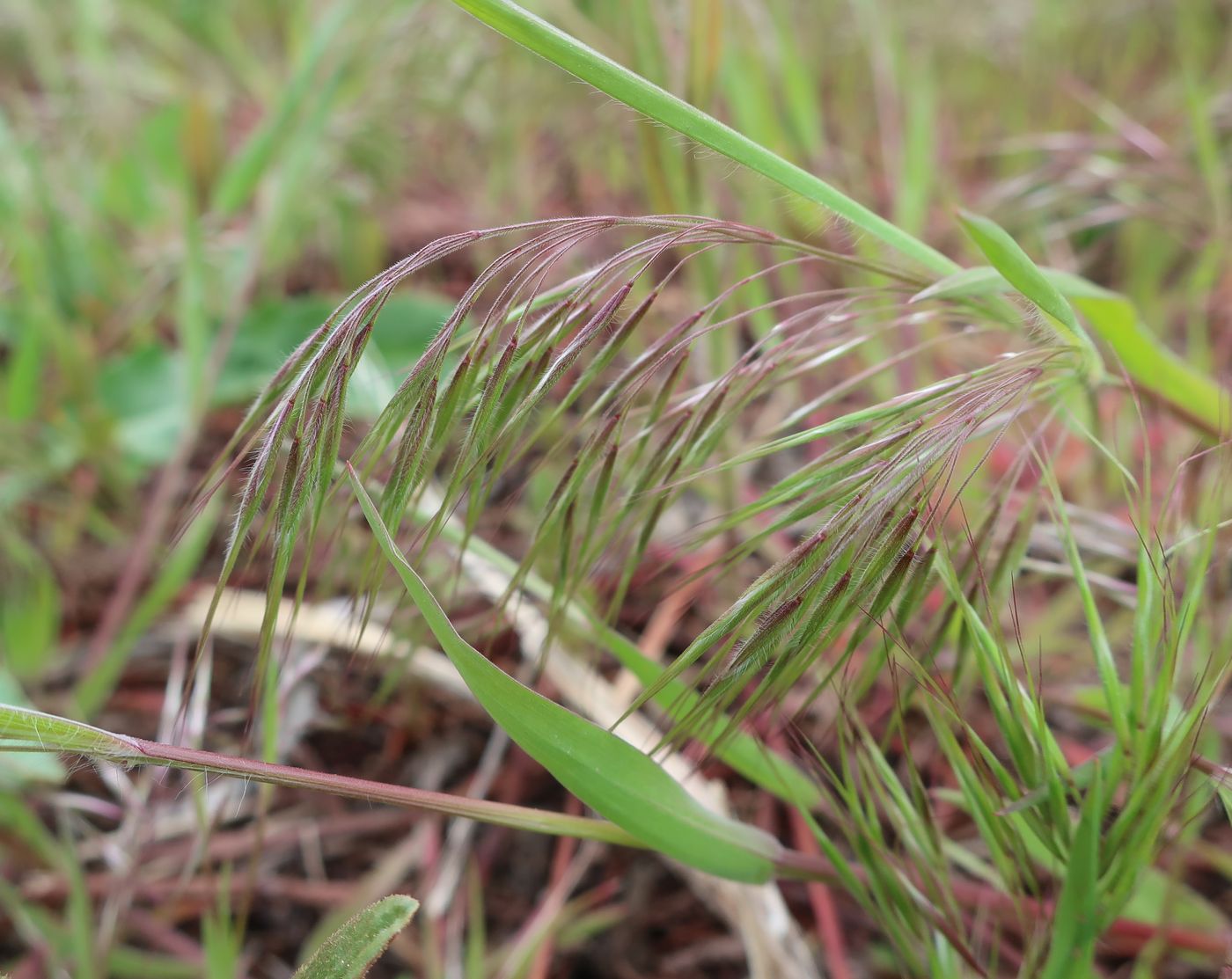 Изображение особи Anisantha tectorum.