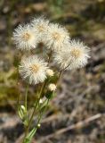 Erigeron acris. Общее соплодие. Марий Эл, Звениговский р-н, Кокшайск, сосновый лес. 09.08.2022.